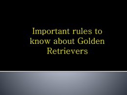 Important rules to know about Golden Retrievers