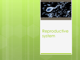 Reproductive System - Local