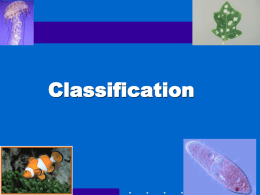 Classification