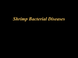 Lecture 5: Bacterial Diseases of Fish and Shrimp