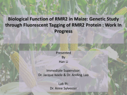 Biological Function of RMR2 in Maize: Genetic Study through