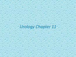 Urology Review Questions PPT