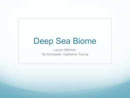 Deep Sea Biome