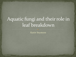 Aquatic Fungi & Leaf Breakdown