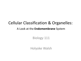 Cellular Classification & Organelles: A Look at the Endomembrane