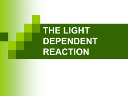 Light Dependant Reaction
