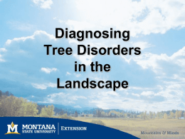 Diagnosing Tree Disorders