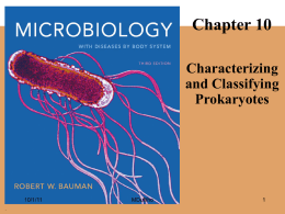 Lab 13 Lab Lecture on Prokaryotes