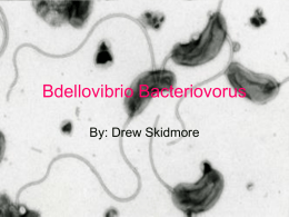 Bdellovibrio Bacteriovorus - sohs