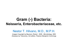 Gram (-) Bacteria: Neisseria, Enterobacteriaceae, etc.