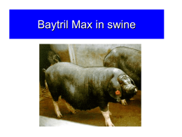 Baytril Max swine