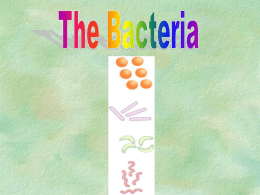 pptbacteria