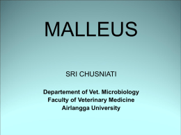 MALLEUS