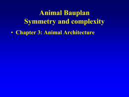 Animal Bauplan - Matthew Bolek