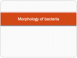 2-Morphology-of-bacteria