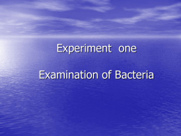 Microbiology Lab 1 Examination of Bacteria