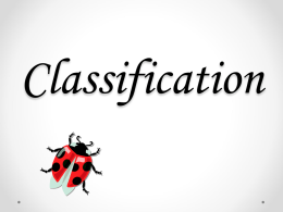 Classification - Troup 6