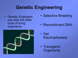 Genetic Engineering - Needham Public Schools