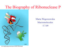 The Biography of Ribonuclease P
