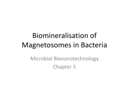 Biomineralisation of Magnetosomes in Bacteria