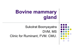 Bovine mammary gland