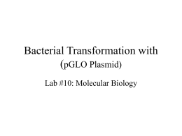Bacterial Transformation with (pGLO Plasmid)
