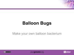 Balloon Bugs