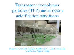 Transparent exopolymer particles (TEP) under ocean