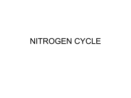 NITROGEN CYCLE - Western Connecticut State University