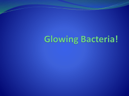 Glowing Bacteria! - Mrs. Basepayne's Science Spot