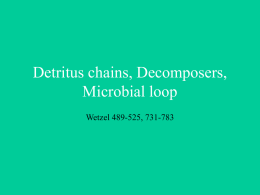 Detritus chains, Decomposers, microbial loop