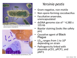 Yersinia pestis - University of Louisville