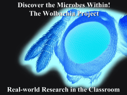 Discover the Microbes Within! The Wolbachia Project