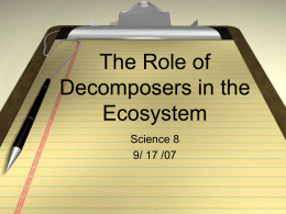 The Role of Decomposers in the Ecosystem