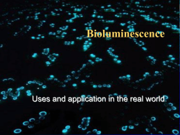 Bioluminescence - Fat Tuesday Productions