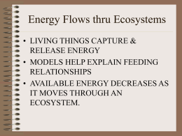 Energy Flows thru Ecosystems