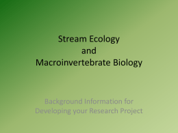Macroinvertebrates as a Gauge of Stream Quality