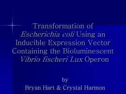 Transformation of Escherichia coli Using an Inducible