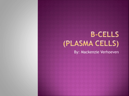 B Cells (plasma cells)