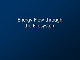 Energy Flow through the Ecosystem