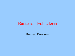 Bacteria - Eubacteria