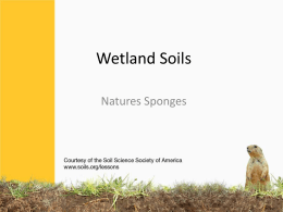 Wetland Soils - Home | Soil Science Society of America