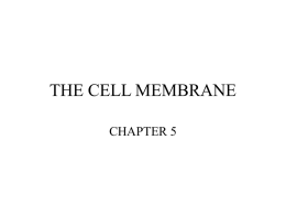 THE CELL MEMBRANE - Mrs. Guida's AP Biology Class