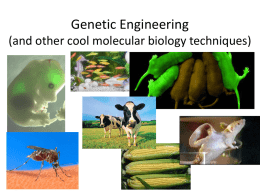 Genetic Engineering (and other cool molecular biology