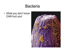 Bacteria - University of Dayton