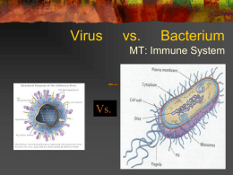Structure of a Virus vs. Bacterium