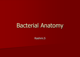 Bacterial Anatomy - Welcome to nky.wikidot.com