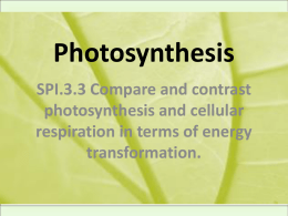 Photosynthesis - Siegel High School