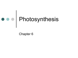 Photosynthesis - The Pingry School