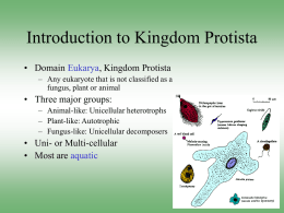 Introduction to Kingdom Protista